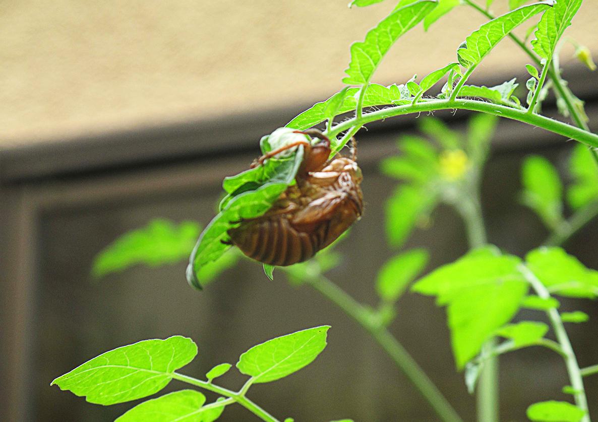 豆豆社の食育について